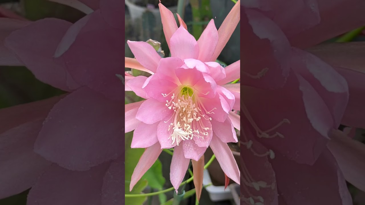 2026年5月 #flowers 孔雀サボテン満開 - YouTube