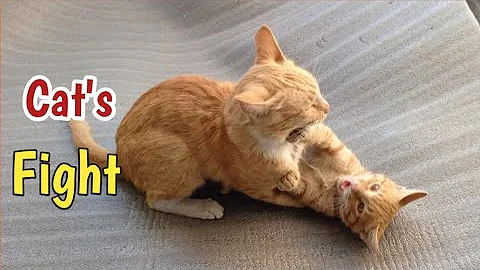 Video 6663701: purr, hairless cat fight