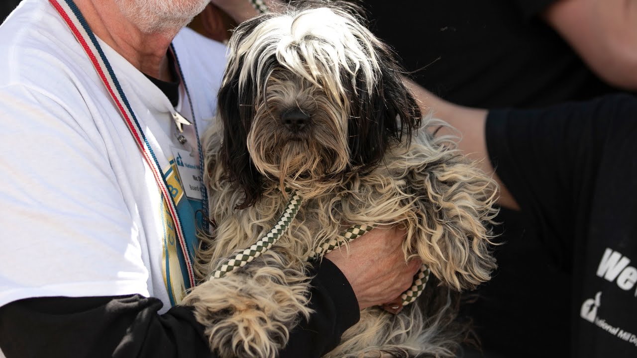 9 Month Old Matted Puppy Mill Rescue Has Never Had a Bath or Grooming