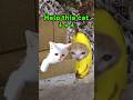 The Story of Banana Cat😹🍌#22｜Sick cat💊
