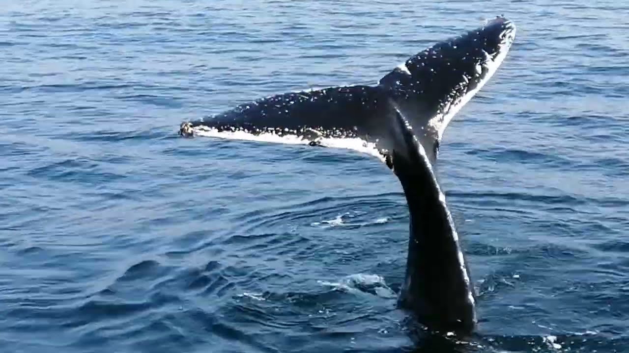 Whales/Humpack Whales watching: Discover Newfoundland in Canada/adventures:  观看鲸鱼/加拿大/纽芬兰/旅游/探索