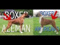 6 Datos sobre el Boxer | Diferencias Alemán Vs Americano