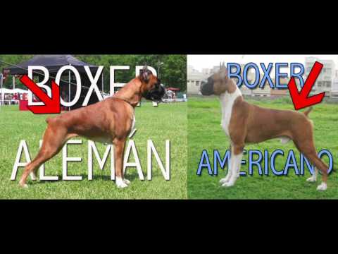 6 Datos sobre el Boxer | Diferencias Alemán Vs Americano