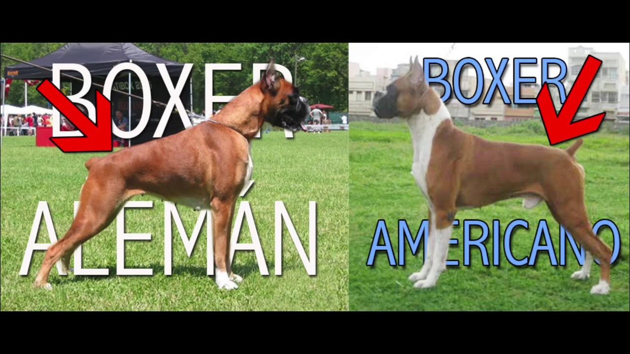 6 Datos sobre el Boxer | Diferencias Alemán Vs Americano - YouTube