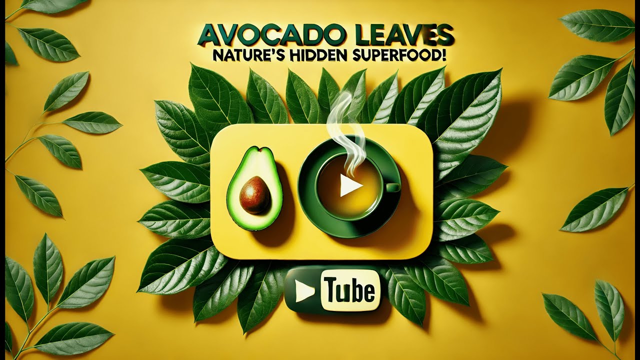 THE SHOCKING BENEFITS OF AVOCADO LEAVES