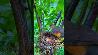 Mother bird protecting her young in heavy rain #nature