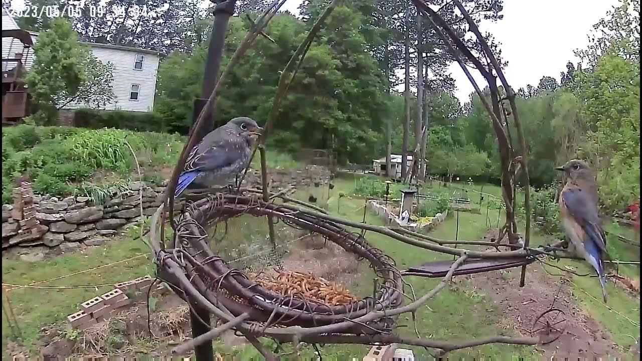 Why do the mealworms disappear so fast? YouTube