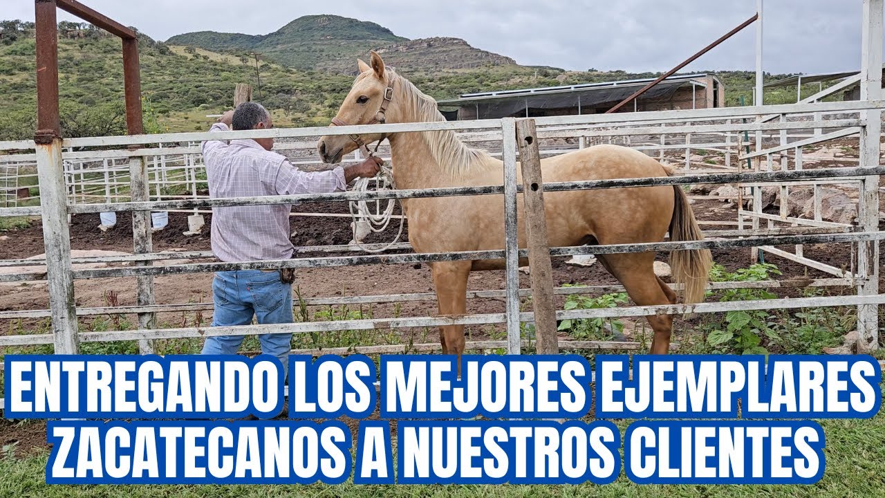 Entregando los MEJORES EJEMPLARES ZACATECANOS a nuestros CLIENTES | Puro GANADO LECHERO PROMETEDOR