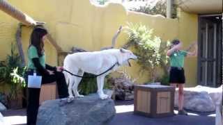 Wolf Howling at San Diego Zoo