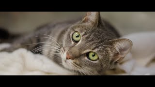 A cat will be your Friend but never your slave by ArmaCats 21 views 3 years ago 4 minutes, 51 seconds