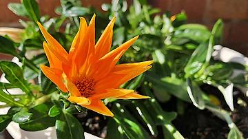 ガザニア 花 騎士