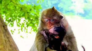 Poor baby 🐒     #babymonkey  #macaque #monkey #monkeyvideo #animal #animals #monkeybusiness  #monke