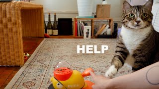 Cat politely asking for help