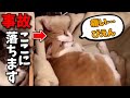 【事故】ぬこの頭に〇〇が落ちる時。ぬこ「痛ひ・・・」【DaiGo切り抜き/猫】