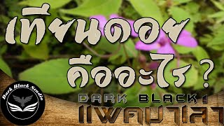 เทียนดอย คืออะไร? : DarkBlack แพคมาเล่า