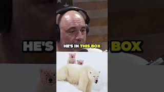 BBC reporter ATTACKED by a Polar Bear | Joe Rogan