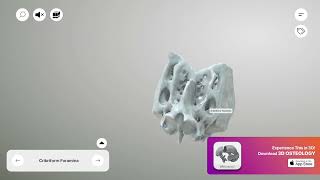 Ethmoid Bone - Cribriform foramina