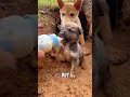 Mother Dog Finally Trusts a Kind Stranger