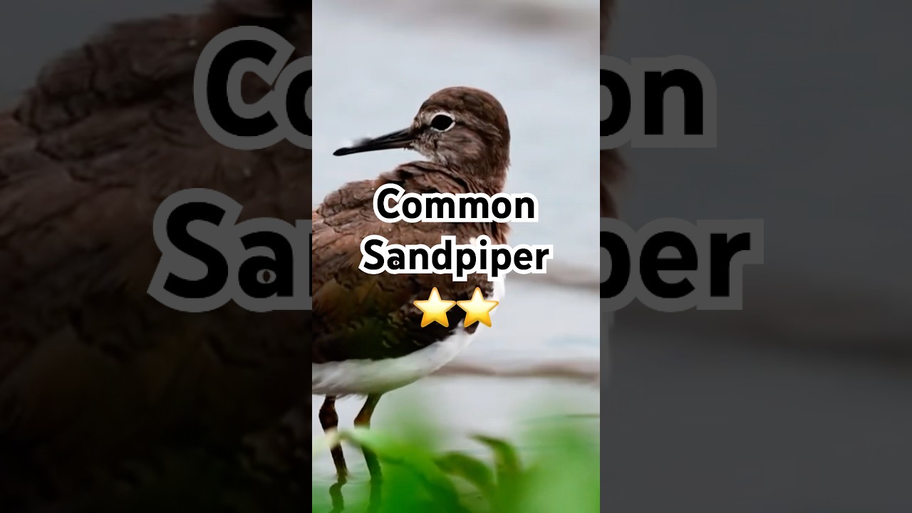 Common Sandpiper | 2 Star | Gewone Ruiter