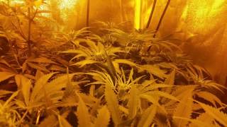 It's official the clones are in week 1 of flower