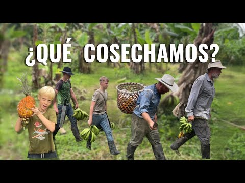 ¿Qué cosechamos hoy en nuestra finca de la Amazonía ecuatoriana?