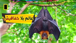 ماذا لو اختفت الخفافيش نهائياً من عالمنا ! | يوتيوبيا