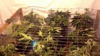 Scrog; Bubba Kush genetics, day of scrog
