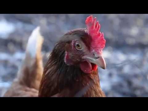 Video: Kā Pareizi Lietot Olas: Drošības Noteikumi