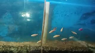 directorate of fisheries Government of Sikkim Gangtok pin code 737 101 East Sikkim
