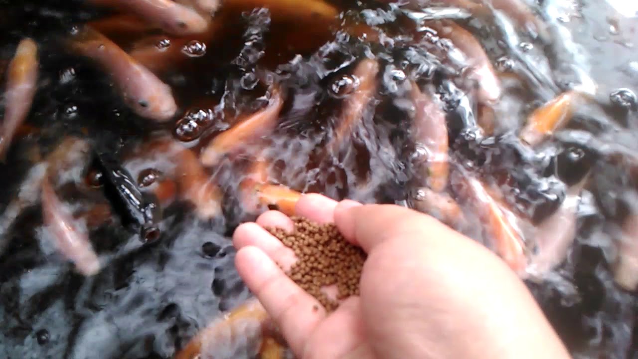 Nila bioflok minggu ke 4 