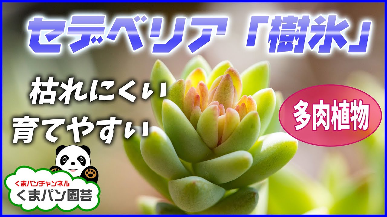 育てやすい多肉植物 セデベリア 樹氷 枯れにくい多肉植物 くまパン園芸 Youtube