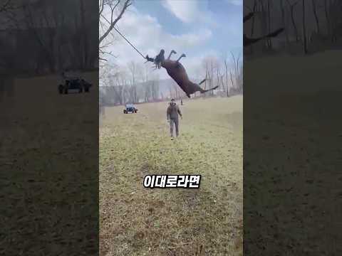 그네를 타는 <strong>사슴</strong>, 줄을 끊어 버렸습니다