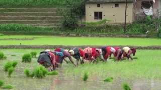 Cultivation of Rice in Nepal,  Part-1 .. HD