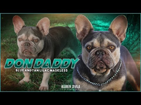 don daddy french bulldog