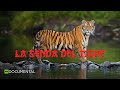 La senda del tigre | Documentales de RT