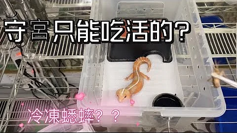 守宫只能吃活跳跳的蟋蟀？来试试冷冻蟋蟀带来的便利！内有昆虫画面慎入！（肥尾守宫Hemitheconyx caudicinctus）#冷冻蟋蟀#肥尾守宫 - 天天要闻