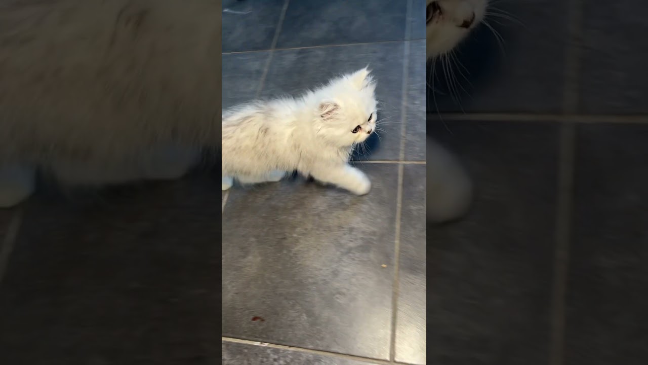 La r&eacute;action de mon chat m&rsquo;a CHOQU&Eacute;E 😱