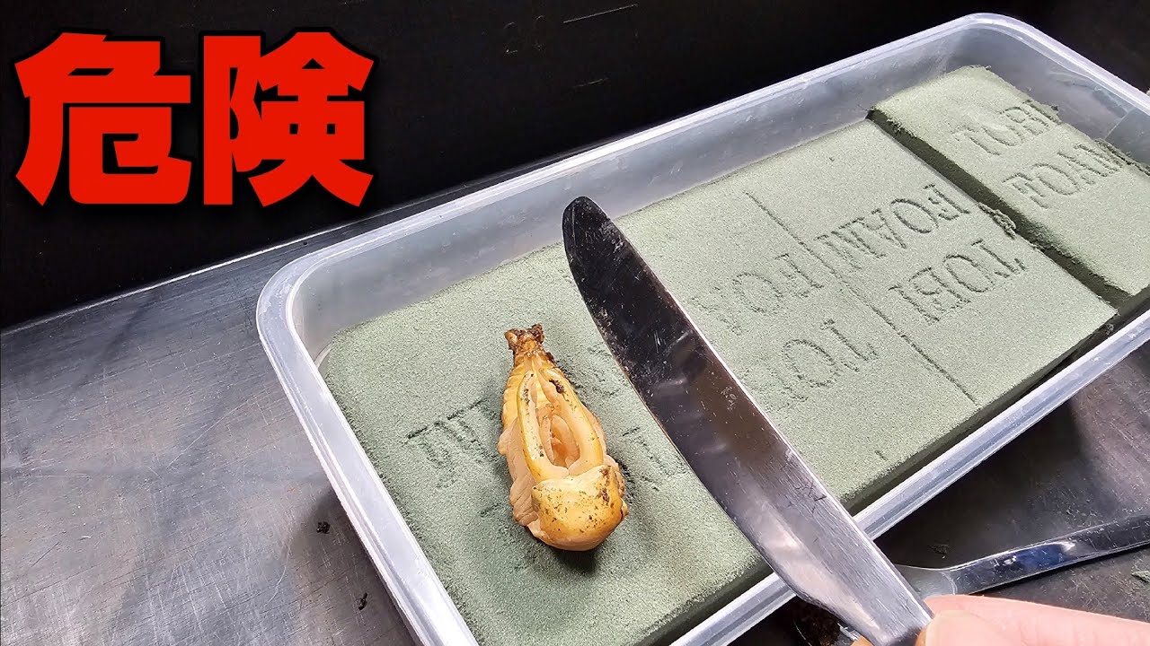 150万円のクワガタが危険な状態だったのでこうするしかない