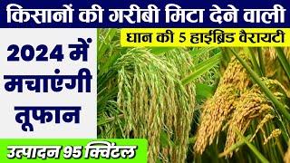 Hybrid dhaan ki 5 variety | टॉप 5 हाईब्रिड धान की वैरायटी | Dhaan ki kheti | paddy variety