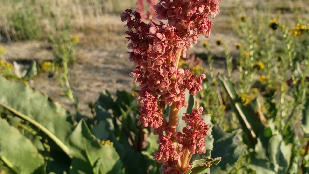 Growing Fruit Trees in the Desert YouTube