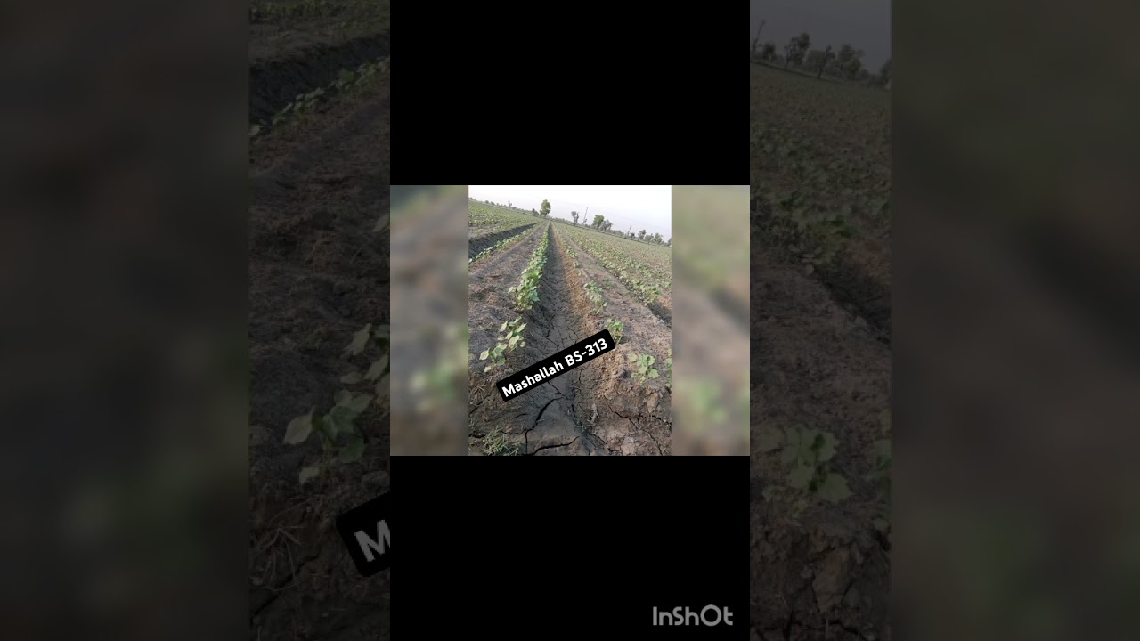 Mashallah BS-313, Healthy cotton.