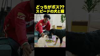 ボス争い勃発!?スピードの愛犬と猫の初対面!