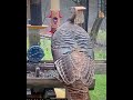 Don’t break the feeder! #birds #funny #animals #shorts #turkey #wildlife #live #nature  #dontstop