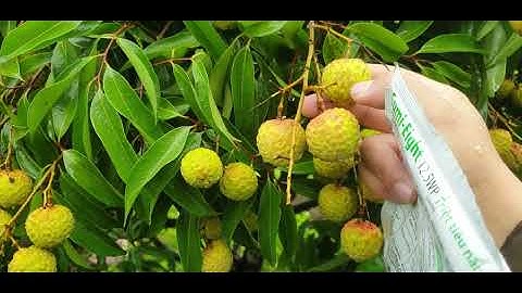 Cách Xử Lí Chàm Quả Và Kích Quả Lần Cuối Cho Vải Thiều Lục Ngạn l Núi Đồi Lục Ngạn