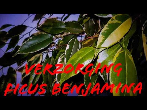 Video: Hoe Om Ficus Benjamin Te Vermeerder