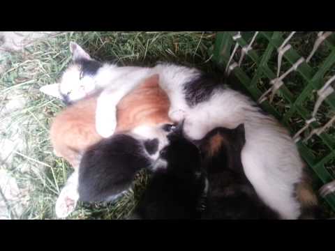 Video: Kompletný Sprievodca Kŕmením Mačiatok