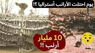 😨😯كارثة غزو الأرانب لاستراليا| يوم احتلت 10  مليارات من الأرانب أستراليا