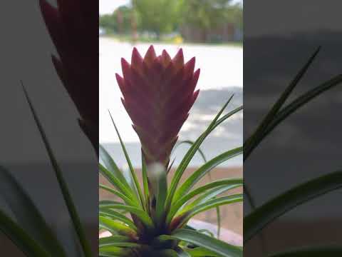 Video: Miks on mu tillandsia cyanea roheline?