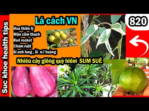 Video Vườn nhiều giống hiếm:Cây thiên lý LÁ DỨA mận cẩm... - youtube