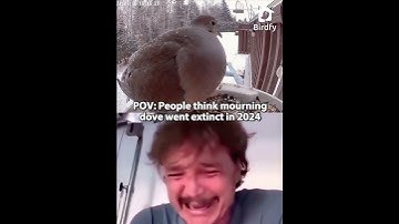 Thumbnail of people think mourning doves went extinct in 2024 #dove #birds #shorts